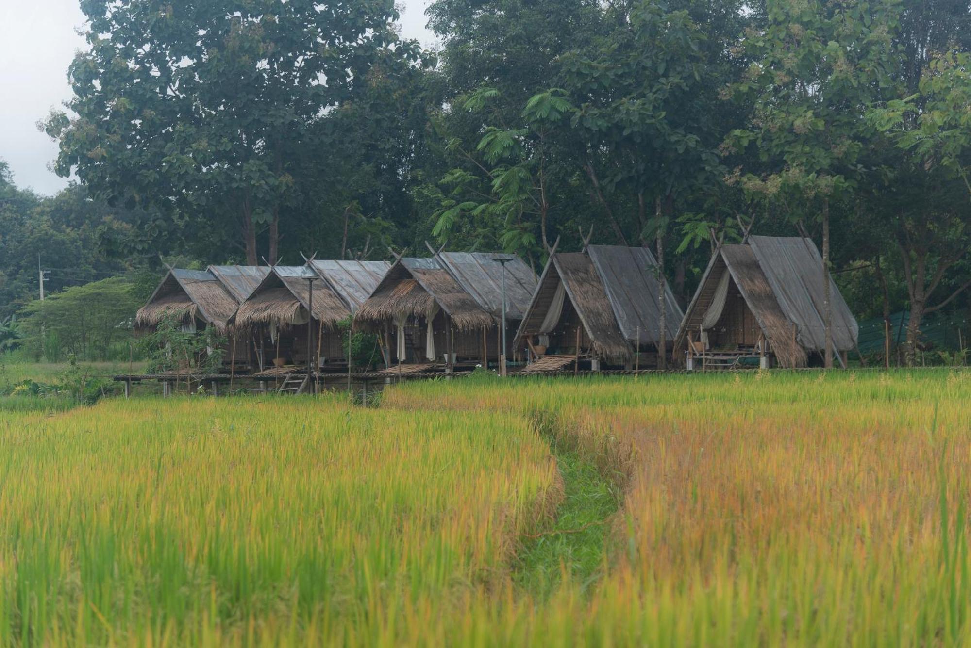 Paddy Fields Haven - Natures Nest Pai Dış mekan fotoğraf