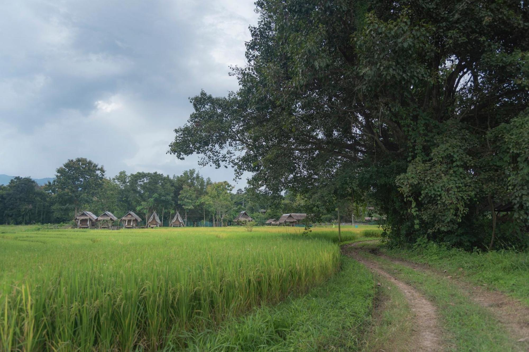 Paddy Fields Haven - Natures Nest Pai Dış mekan fotoğraf