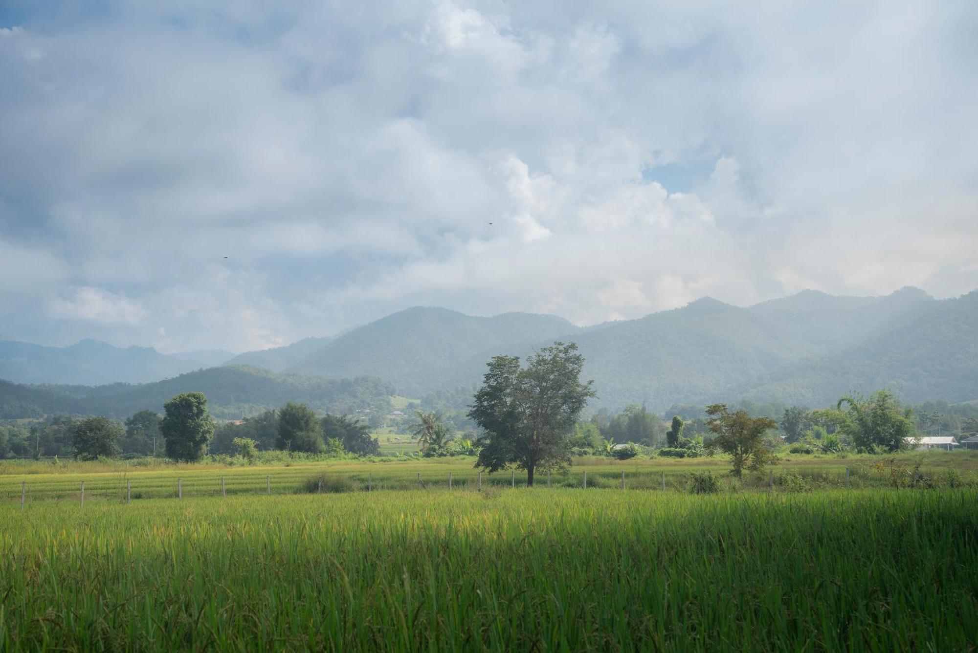 Paddy Fields Haven - Natures Nest Pai Dış mekan fotoğraf