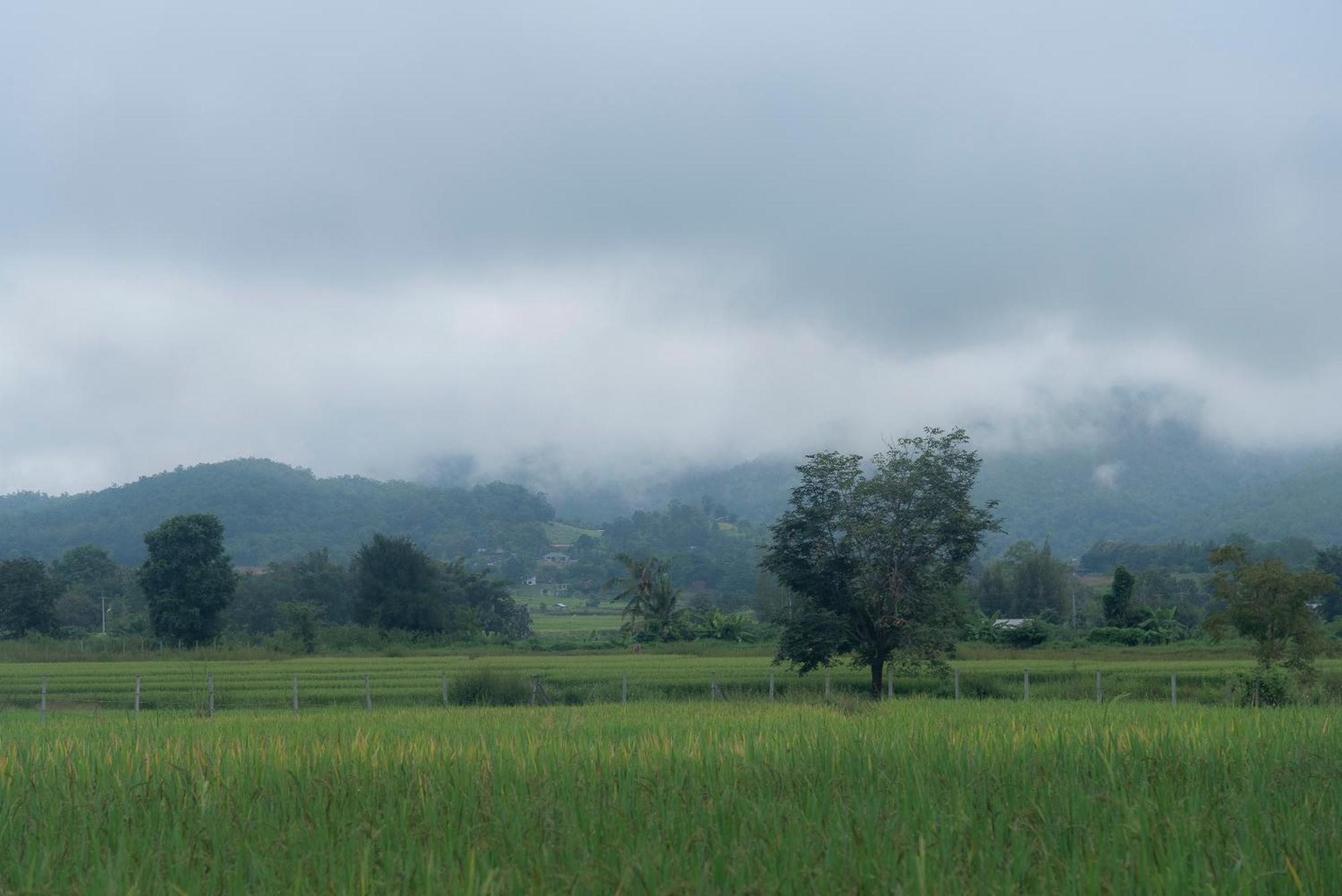 Paddy Fields Haven - Natures Nest Pai Dış mekan fotoğraf